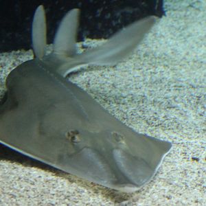 Guitarfish