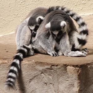 Ring-tailed lemurs