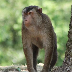 Sunda pig-tailed macaque
