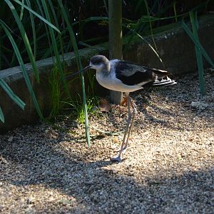 Pied Avocet x Black-winged Stilt Hybrid at Rheine, 18/06/19