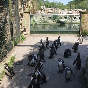 Penguin Traffic Jam at Rheine, 18/06/19