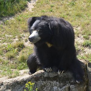Indian Sloth Bear at Rheine, 18/06/19