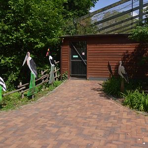 Black and Abdim's Stork Aviary at Rheine, 18/06/19