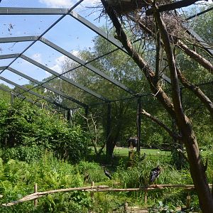 Black and Abdim's Stork Aviary at Rheine, 18/06/19