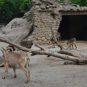 Barbary Sheep and Geladas at Rheine, 18/06/19