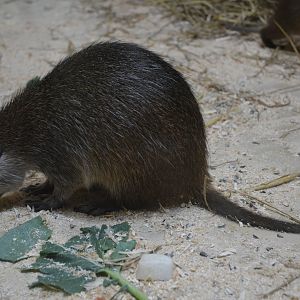 Cuban Hutia at Rheine, 18/06/19