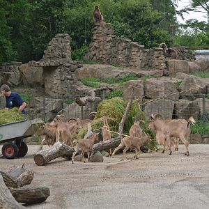 Gelada and Barbary Sheep Enclosure at Rheine, 18/06/19
