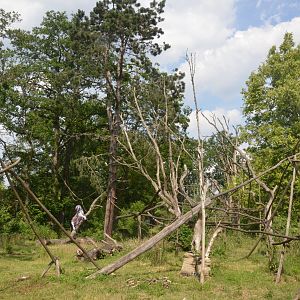 New Lemur Complex at Rheine, 18/06/19