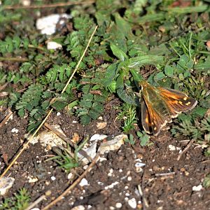 Silver-spotted Skipper at Aston Rowant, 11/08/19