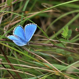 Adonis Blue at Yoesden Bank, 11/08/19