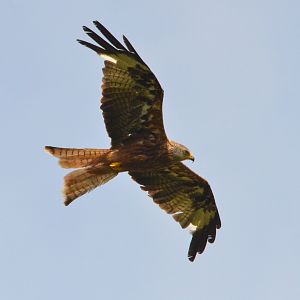 Red Kite at Watlington Hill, 11/08/19