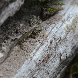 Sand Lizard at Arne, 12/08/19