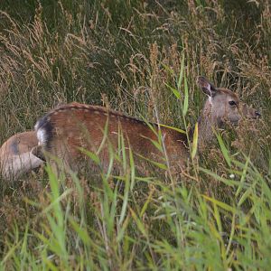 Sika at Arne, 12/08/19