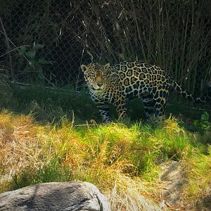 Jaguar
