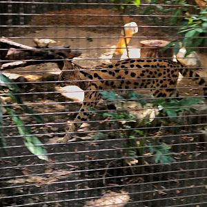 Serval