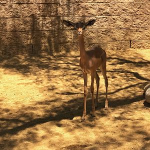 Gerenuk calf