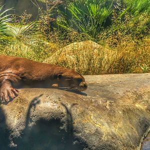 Giant River Otter