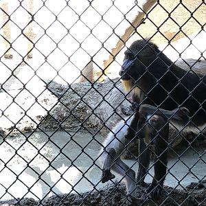 Mandrill mom and baby