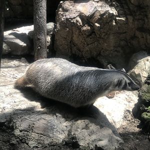 American Badger