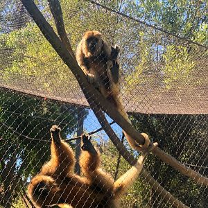 Black Howler Monkeys