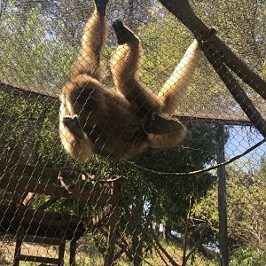 Black Howler Monkeys