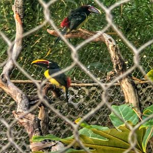 Green Aracari