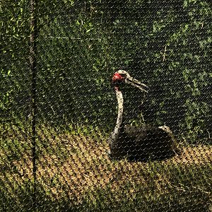 Sarus Crane