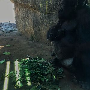 Western Lowland Gorilla