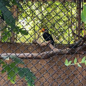 Wrinkled Hornbill
