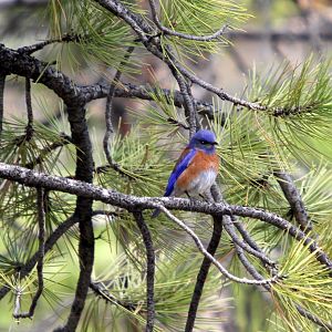 western bluebird (Sialia mexicana)