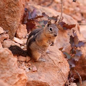 golden-mantled ground squirrel (Callospermophilus lateralis)