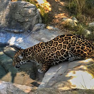 Jaguar