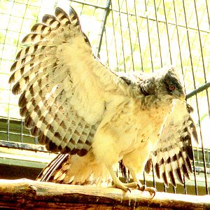 New Guinea harpy eagle; Antwerp; 1990