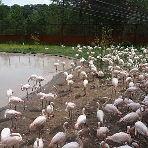 Flock of greater flamingos (Phoenicopterus roseus), 2019-07-21