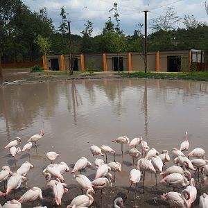 Greater flamingo aviary, 2019-07-21