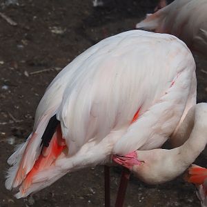 Preening greater flamingo (Phoenicopterus roseus), 2019-07-21
