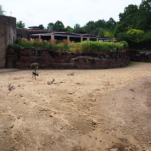 Savanna paddock, 2019-07-21