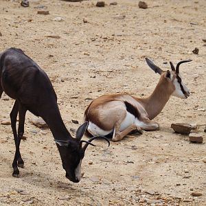 Melanistic and normal springbok (Antidorcas marsupialis), 2019-07-21