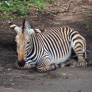 Hartmann mountain zebra (Equus zebra hartmannae), 2019-07-21