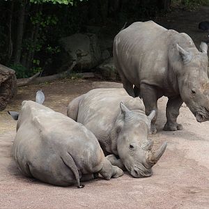 Southern white rhinoceroses (Ceratotherium simum simum), 2019-07-21