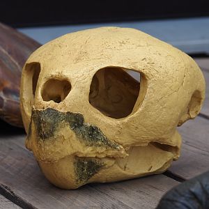 Education cart with animal specimens - Replica skull of a loggerhead sea turtle (Caretta caretta), 2019-07-21