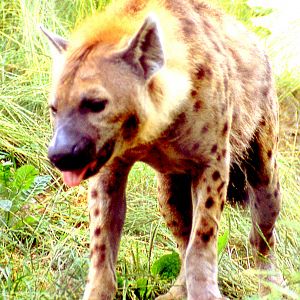 Spotted hyaena; Dudley; 18th July 1983