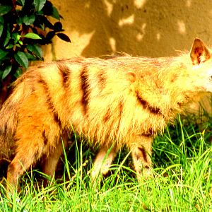 Aardwolf; San Diego; October 1987