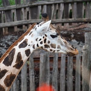 Rothschild's giraffe (Giraffa camelopardalis rothschildi), 2019-07-21