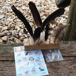 Taiga aviary volunteer guide materials, 2019-07-21