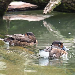 Baer's pochards (Aythya baeri), 2019-07-21