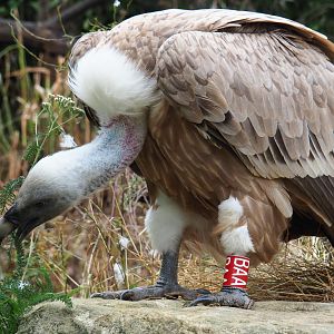 Western Eurasian griffon vulture (Gyps fulvus fulvus), 2019-07-21