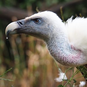 Western Eurasian griffon vulture (Gyps fulvus fulvus), 2019-07-21