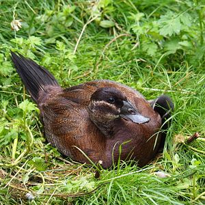 Female white-headed duck (Oxyura leucocephala), 2019-07-21