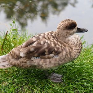 Marbled teal (Marmaronetta angustirostris), 2019-07-21